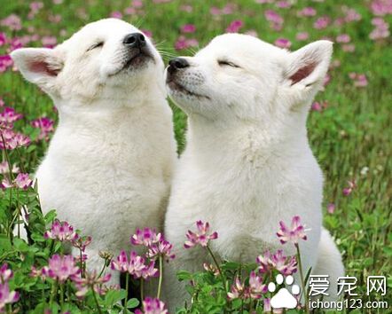 狗狗吃什麼最好 首先要了解犬糧的成分