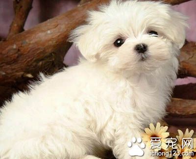  狗狗貧血吃什麼 首先要從飲食方面著手
