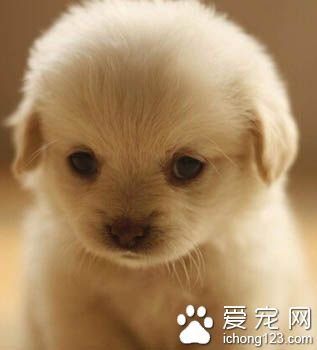 狗狗腸胃不好吃什麼 不能過分溺愛狗狗