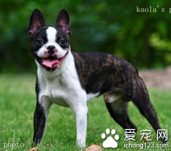 波士頓梗體味 經常幫它們做清潔工作