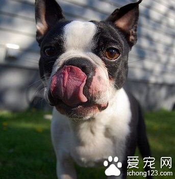 波士頓梗的喂食要點 以恰到好處為宜
