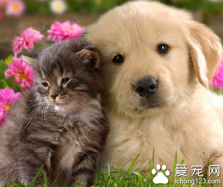  狗狗吃什麼鈣片好 聽取專業獸醫師的建議