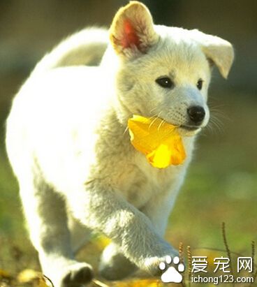 小狗狗吃什麼 主食一定要是正規的狗糧