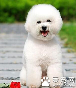 狗狗吃什麼下奶 多給做些新鮮的營養餐