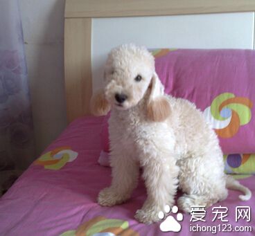 貝靈頓梗體味程度 注意狗狗的干淨衛生
