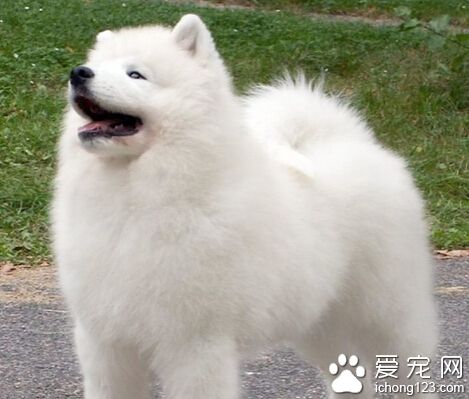 養狗影響生育 先天性弓形蟲感染對胎兒有哪些危險