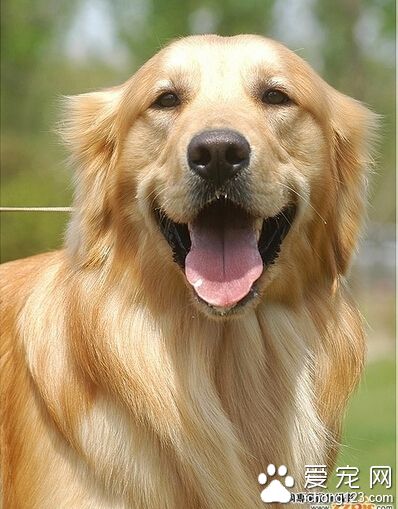 什麼季節養狗最好 秋季買幼犬最容易飼養