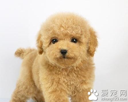 狗身上有弓形蟲嗎 血清學檢查特異抗體可確診