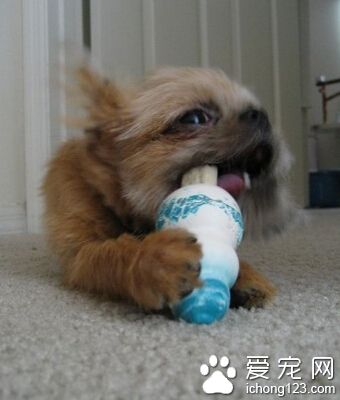 布魯塞爾粗毛獵犬掉毛嗎 需要經常用刷子為它梳整被毛