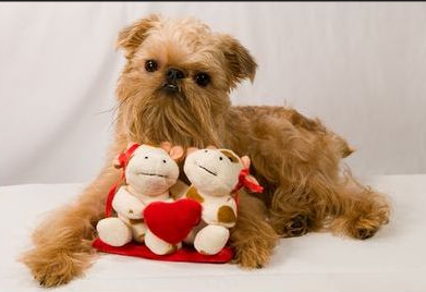 布魯塞爾粗毛獵犬的喂食要點 適當補充維生素以及鈣