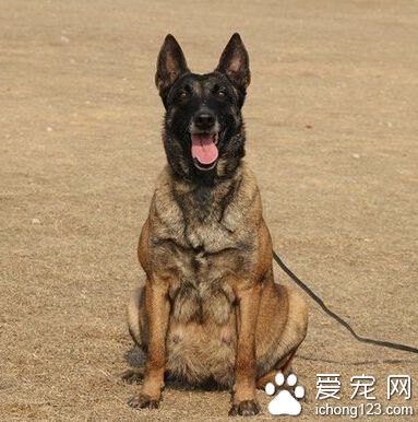 比利時瑪利諾犬吃什麼狗糧好 幼犬的喂食要點
