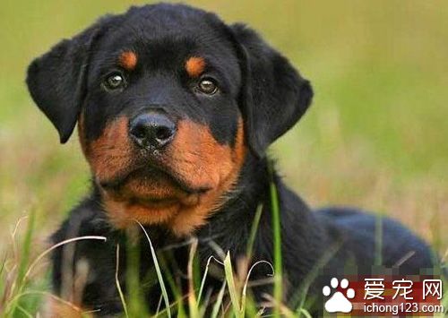 羅威納適合家養嗎 家養犬的體型最好是中型以下