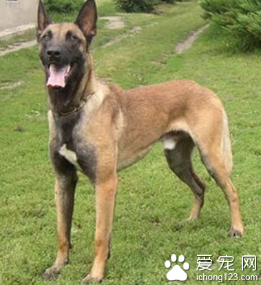 比利時瑪利諾犬掉毛嗎  被毛短直而硬