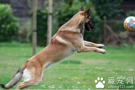 比利時瑪利諾犬的養護常識 洗澡中有大學問