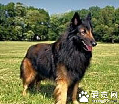 狗狗缺鈣吃什麼 自制補鈣食物