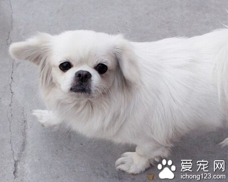 狗狗身上有紅疙瘩 確認是濕疹還是螨蟲