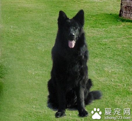 比利時坦比連犬的養護常識  休息環境要舒適