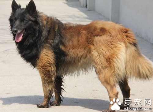   比利時坦比連犬好養嗎 屬易飼養犬種