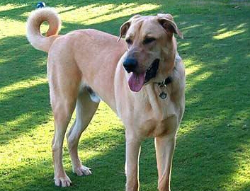 安娜圖牧羊犬的日常護理 常給狗狗梳理體毛