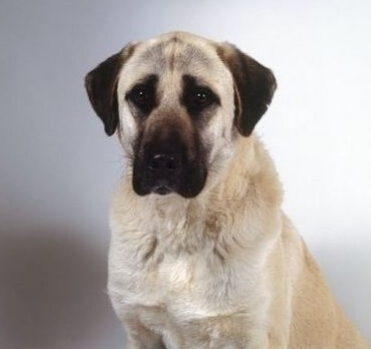  安娜圖牧羊犬好養嗎 養狗需要提前做好准備
