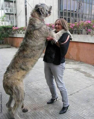 愛爾蘭獵狼犬的日常護理 修剪指甲很重要