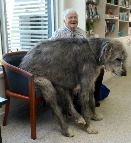 愛爾蘭獵狼犬好養嗎 千萬不能讓它“發福”
