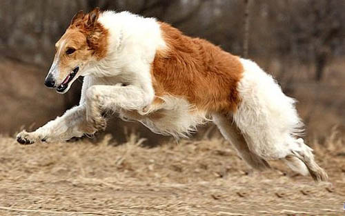 愛爾蘭獵狼犬的養護常識 皮毛眼耳都要關注