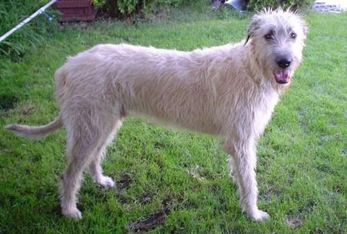 愛爾蘭獵狼犬的特點 體型巨大聰明敏捷