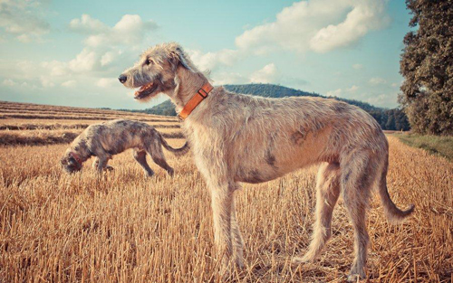 愛爾蘭獵狼犬的價格 波動幅度比較大