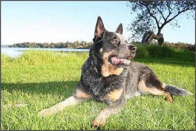 澳洲牧牛犬的養護常識 和它建立真摯友誼