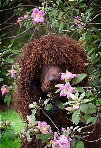 愛爾蘭水獵犬怎麼選 頂髻是這個種類的特征