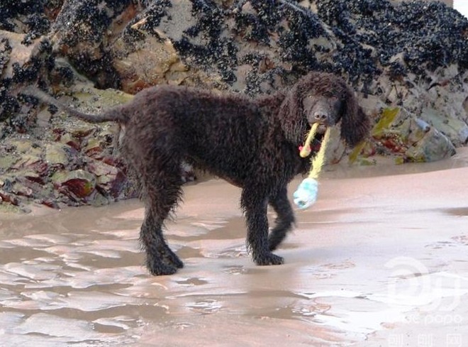 愛爾蘭水獵犬好養嗎 選擇一只適合自己的狗