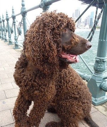 愛爾蘭水獵犬的喂食要點 喂多發胖會失美