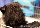 猴面犬好養嗎  注意毛發的護理