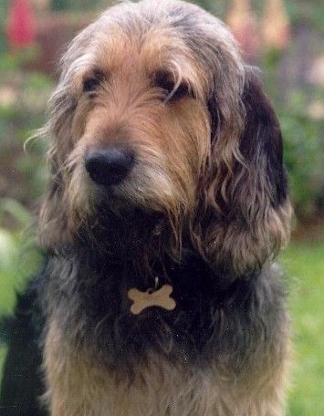 奧達獵犬的養護常識  多個細節體現健康狀態