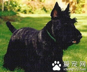 蘇格蘭梗的養護常識 注意它產前和產後的護理