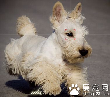  蘇格蘭梗怎麼樣 蘇格蘭梗外貌出眾