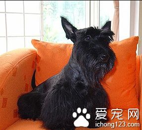 蘇格蘭梗好養嗎  有“頑固分子”的稱號