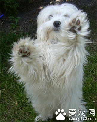 羅秦犬的喂食要點  羅列不適合羅秦犬吃的食物