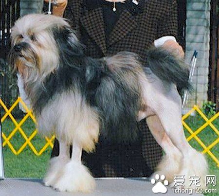 羅秦犬有哪些缺點  愛粘人體味有點重
