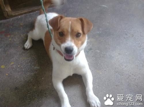 養狗一個月多少錢  狗糧和看醫生的費用為主
