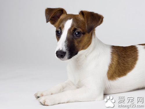 養狗擾民怎麼辦  日常管理千萬不能少