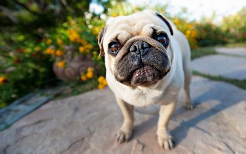 巴哥犬配種 家長需注意三點事項