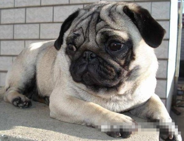 巴哥犬臭不臭？ 怎麼消除臭味