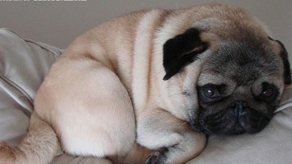 巴哥犬長多大 胖狗狗隱患多