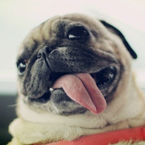 巴哥犬的飼養 日常護理很重要