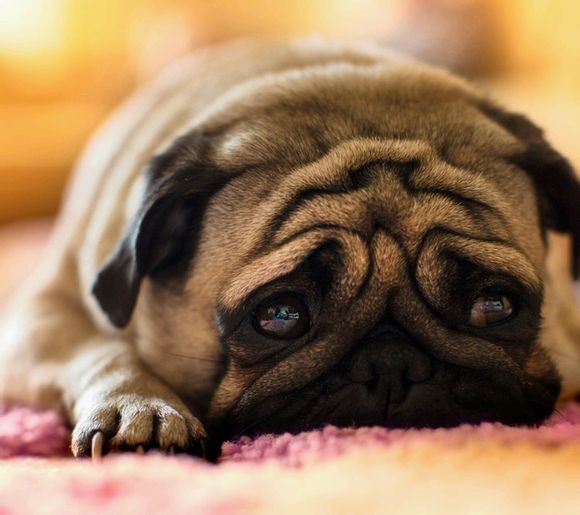 巴哥犬喜歡吃什麼 應對挑食的狗狗