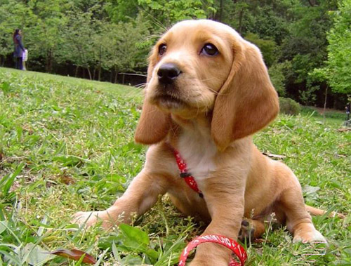巴吉度犬性格   溫和忠誠又戀人