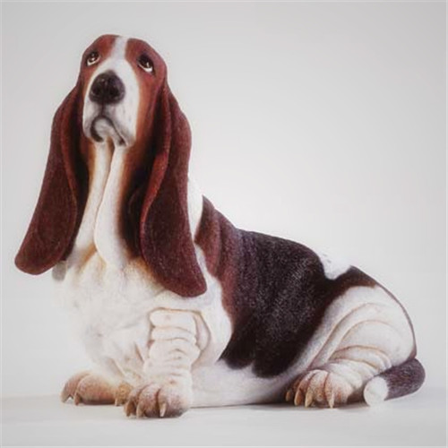 巴吉度犬好養嗎  四步一個都不能少