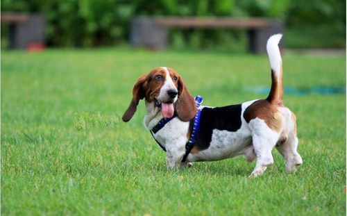 巴吉度犬價格  中低高端價格不同